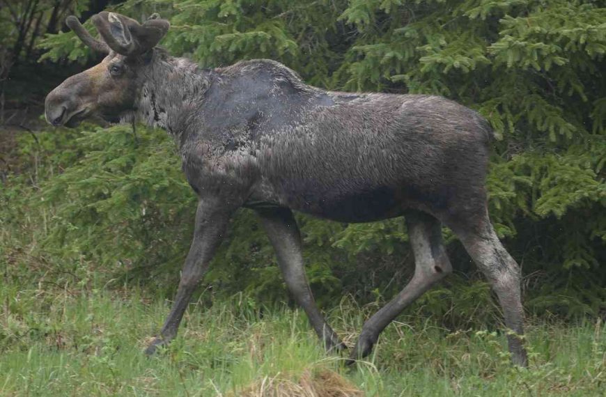 Yellowstone moose are more vulnerable to tick-borne disease because it’s warmer